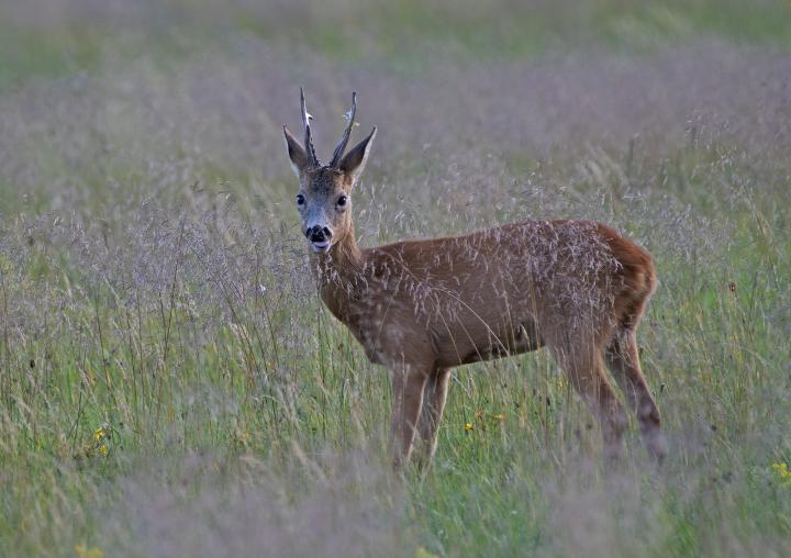  Srnec obecný ( Capreolus capreolus )