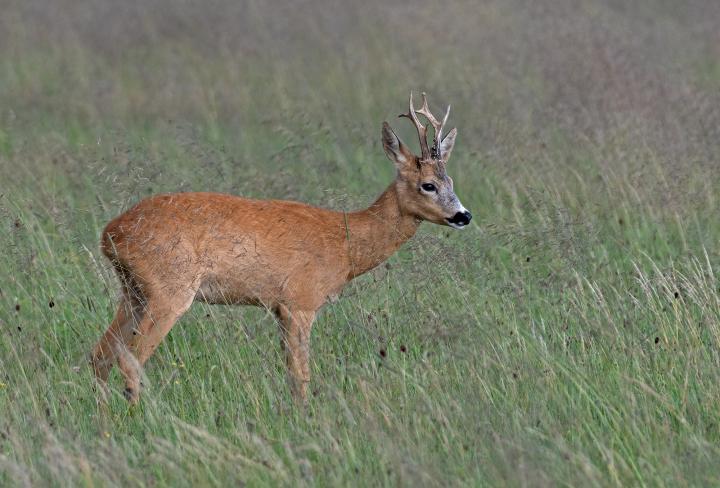  Srnec obecný ( Capreolus capreolus )