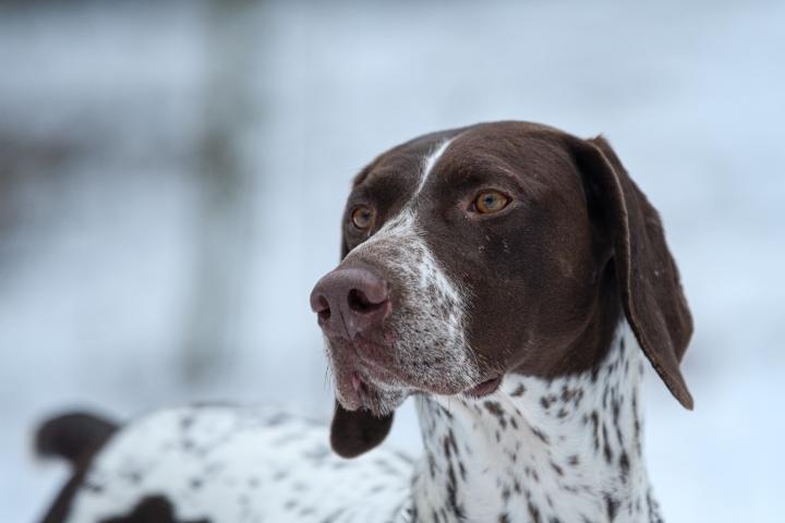 Kynologie (Cynologia)