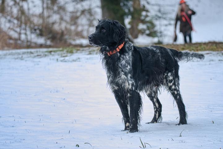 Kynologie (Cynologia)