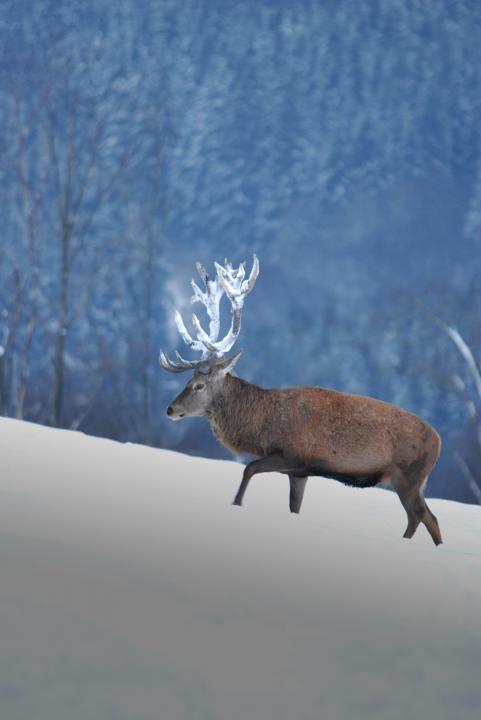 Jelen lesní (Cervus elaphus)