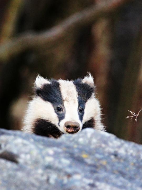 Jezevec lesní (Meles meles)