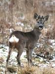  Srnec obecný ( Capreolus capreolus )