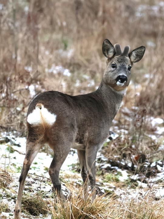  Srnec obecný ( Capreolus capreolus )
