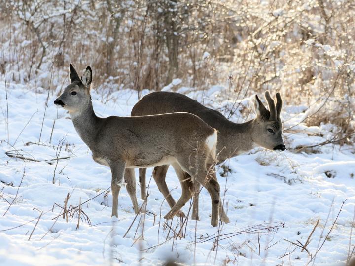  Srnec obecný ( Capreolus capreolus )