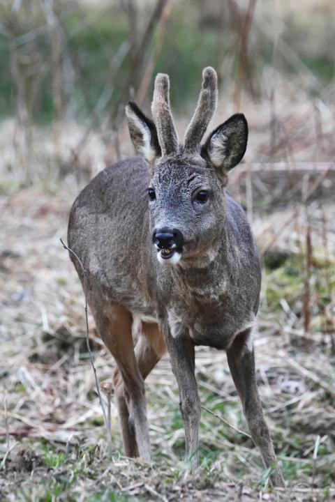  Srnec obecný ( Capreolus capreolus )