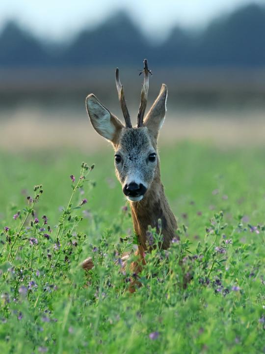  Srnec obecný ( Capreolus capreolus )
