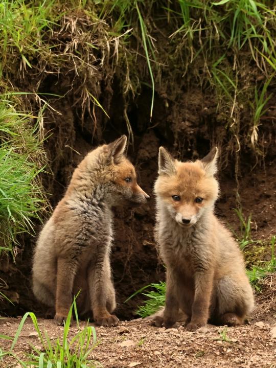  Liška obecná ( Vulpes Vulpes)