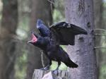Krkavec velký (Corvus corax)