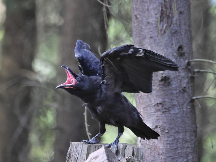 Krkavec velký (Corvus corax)