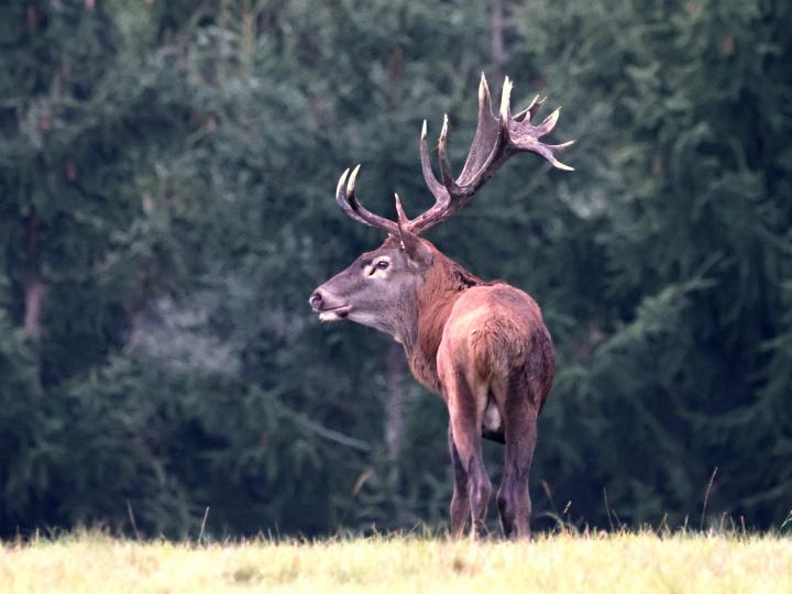 Jelen lesní (Cervus elaphus)