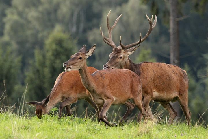 Jelen lesní (Cervus elaphus)