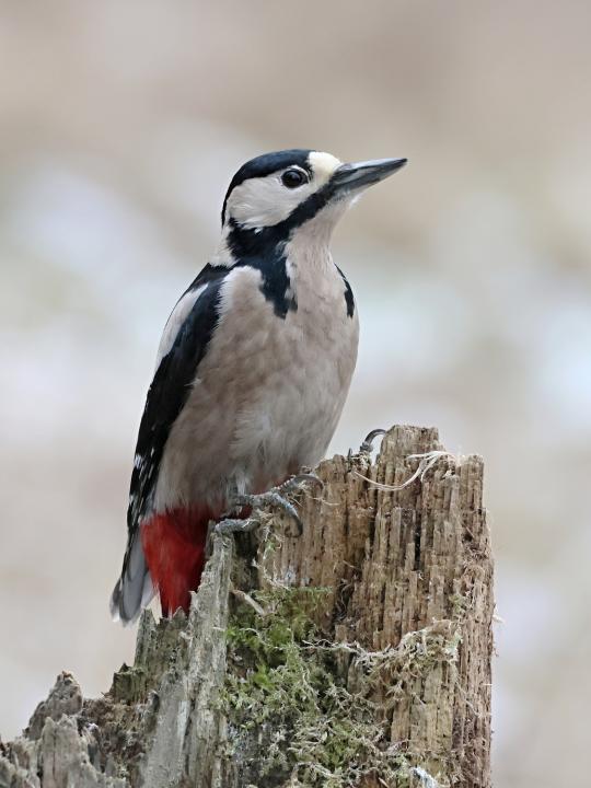 Strakapoud velký (Dendrocopos major)