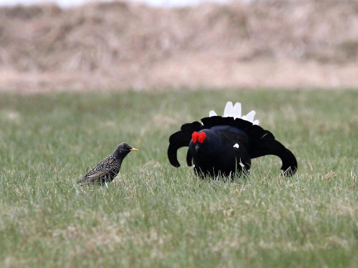 Tetřívek obecný (Tetrao tetrix)