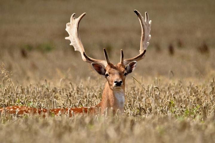 Daněk skvrnitý (Dama dama)