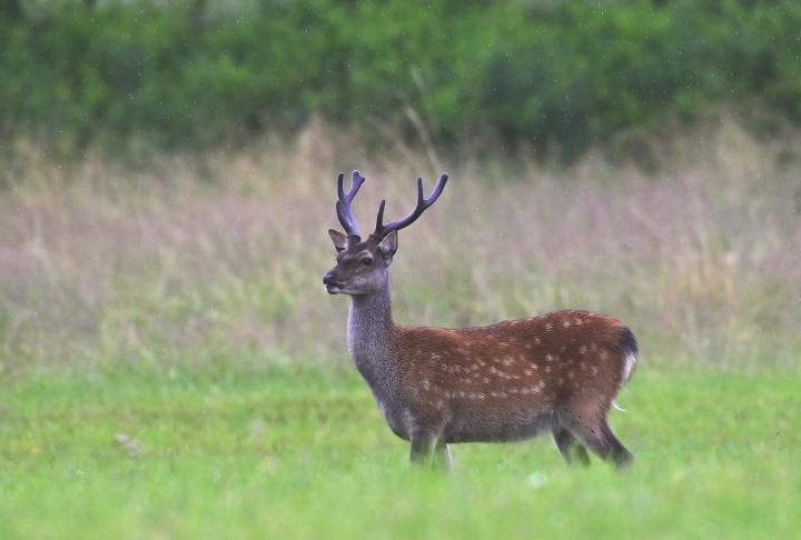 Jelen sika japonský (Cervus nippon nippon)