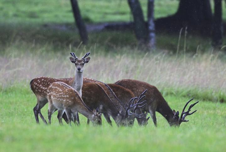 Jelen sika japonský (Cervus nippon nippon)