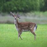 Daněk skvrnitý (Dama dama)