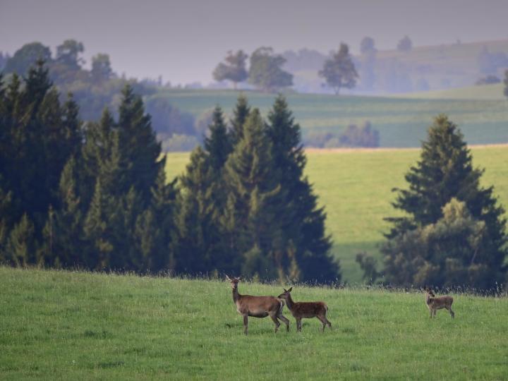 Jelen lesní (Cervus elaphus)