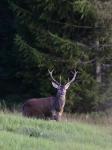 Jelen lesní (Cervus elaphus)
