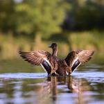  Kachna divoká ( Mallard)