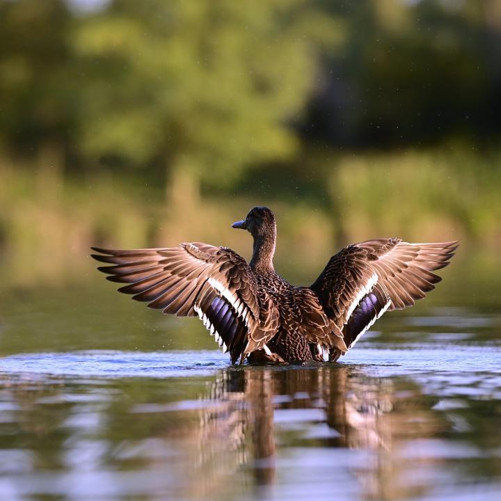  Kachna divoká ( Mallard)