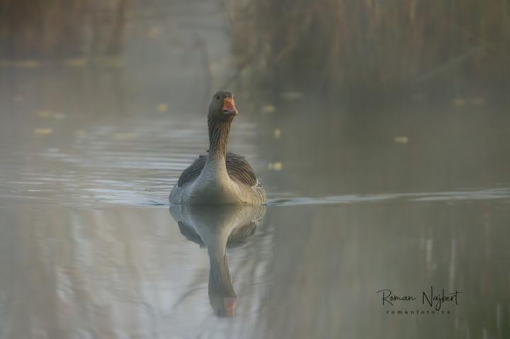Husa velká (Anser anser)