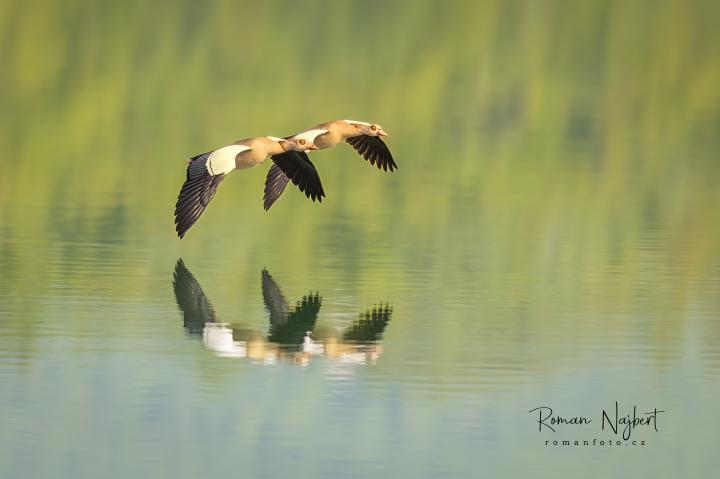 Husice nilská ( Egyptian goose)