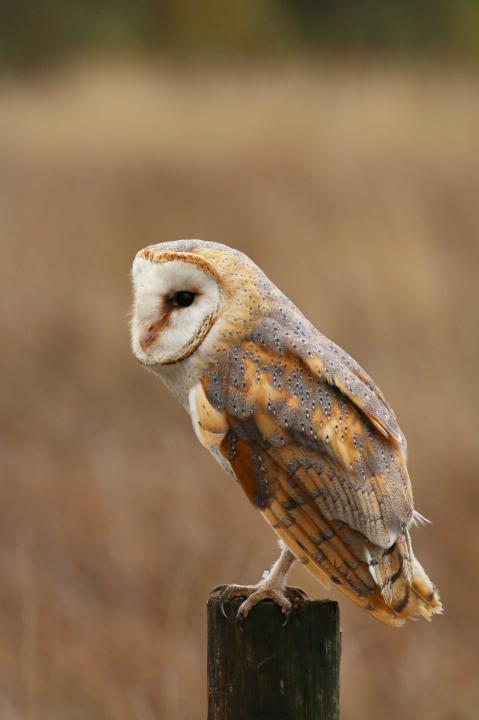 Sova pálená (Tyto alba)