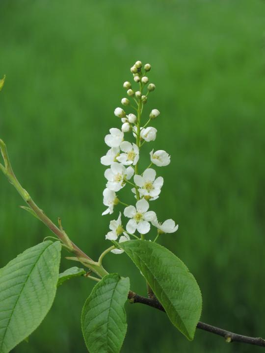 Střemcha obecná (Prunus padus)