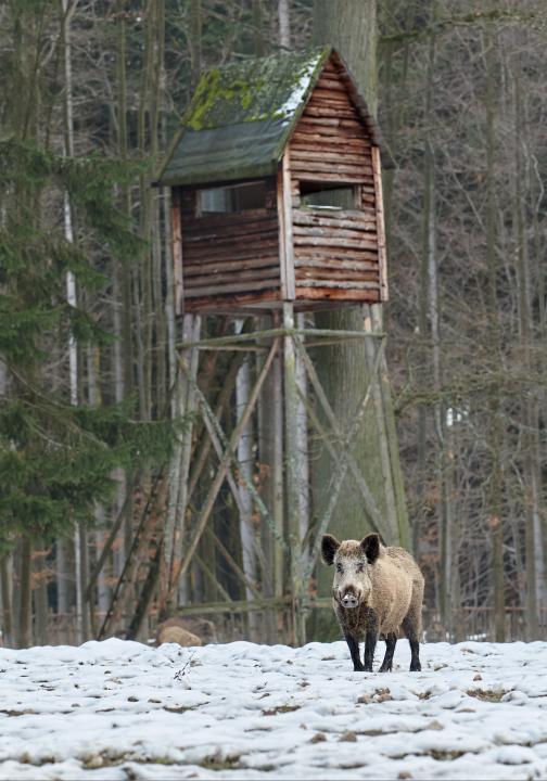  Prase divoké ( Sus scrofa)