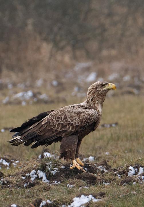  Orel mořský ( Haliaeetus albicillus)