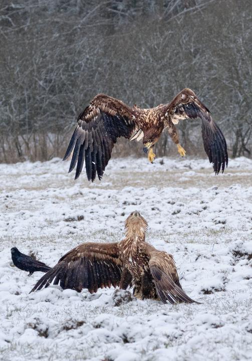  Orel mořský ( Haliaeetus albicillus)
