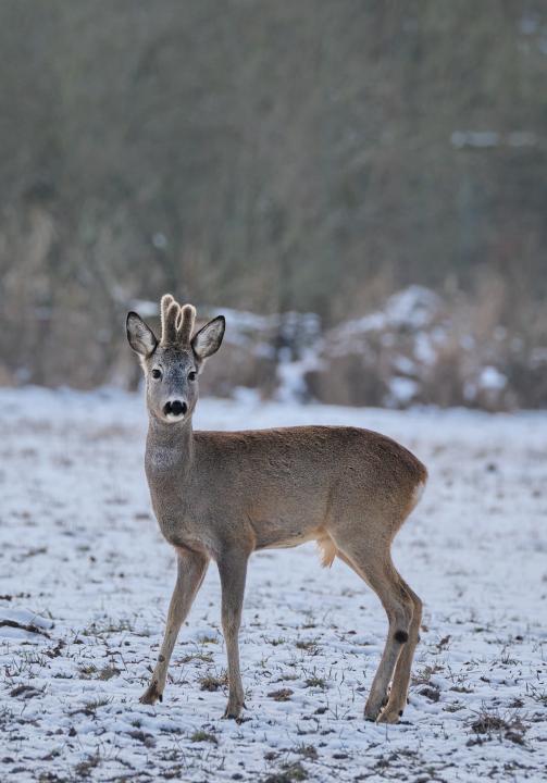  Srnec obecný ( Capreolus capreolus )