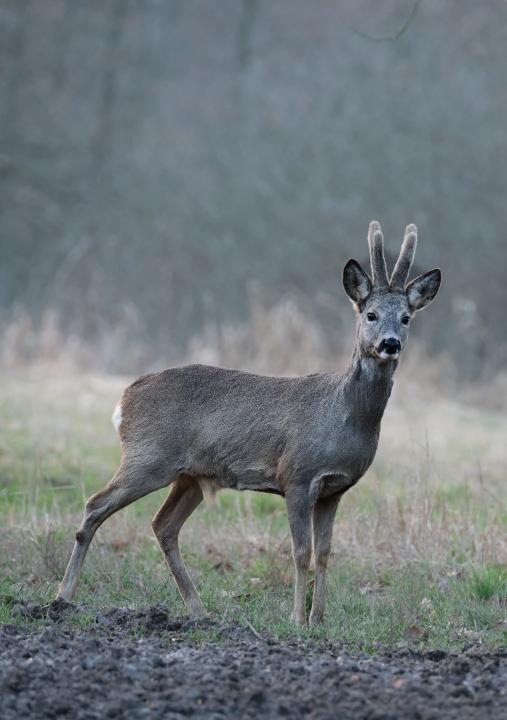  Srnec obecný ( Capreolus capreolus )