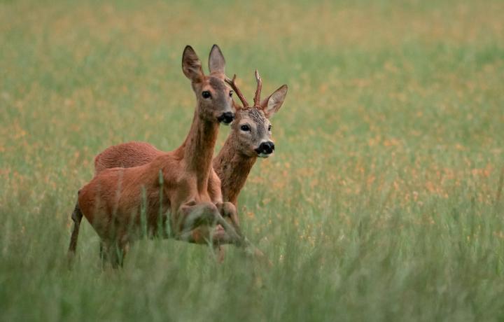  Srnec obecný ( Capreolus capreolus )