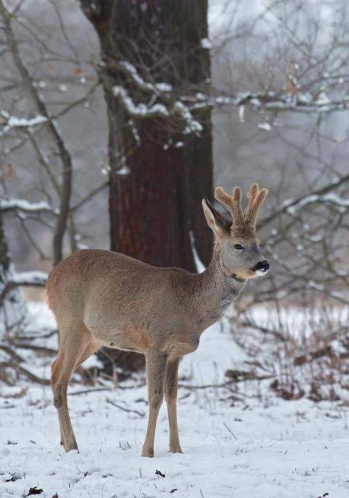  Srnec obecný ( Capreolus capreolus )
