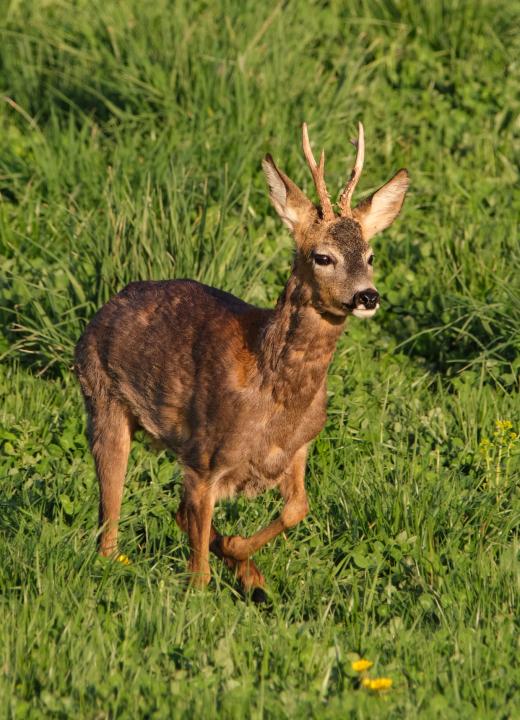  Srnec obecný ( Capreolus capreolus )
