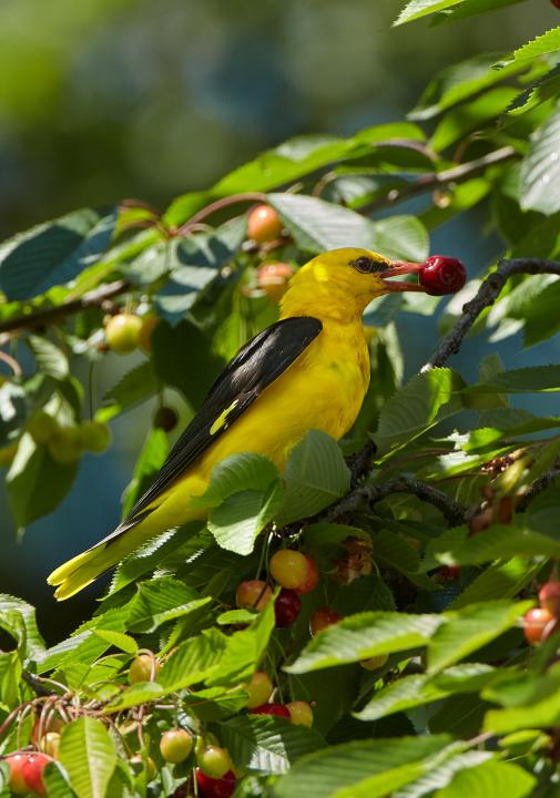 Žluva hajní (Oriolus oriolus)