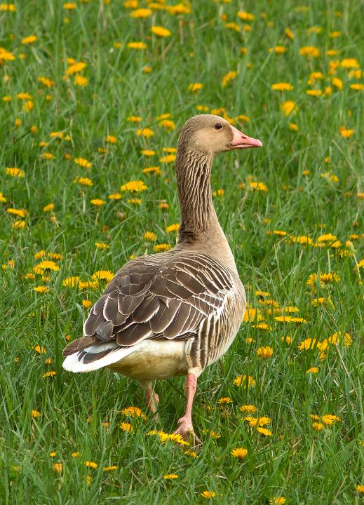 Husa velká (Anser anser)