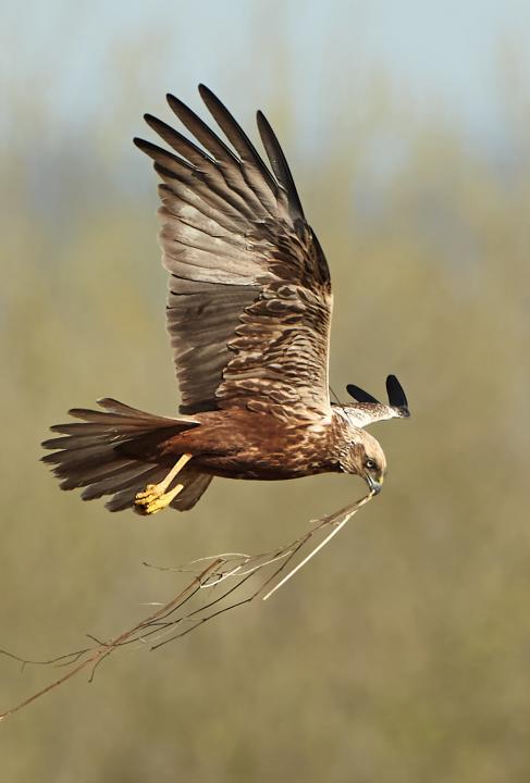 Moták pochop (Circus aeruginosus)