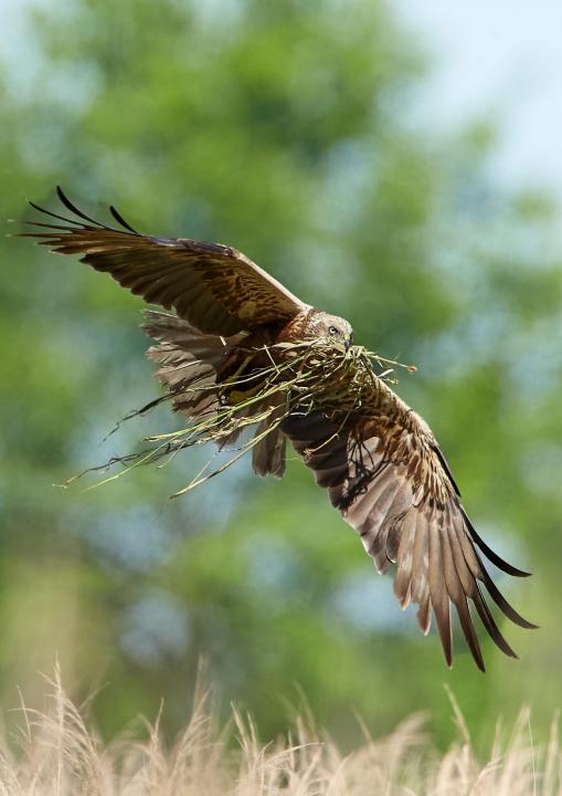 Moták pochop (Circus aeruginosus)