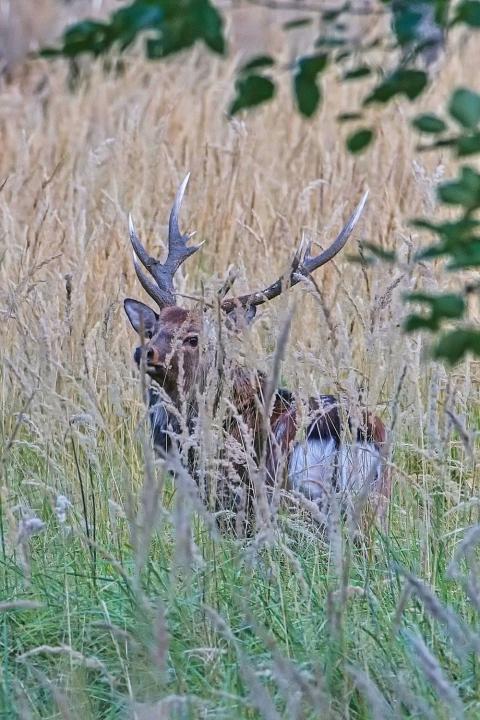 Jelen sika japonský (Cervus nippon nippon)