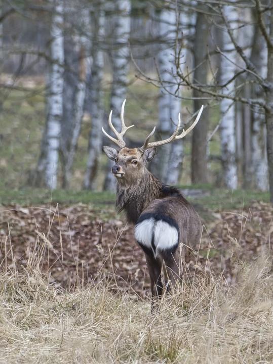Jelen sika japonský (Cervus nippon nippon)