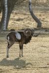Muflon (Ovis musimon)