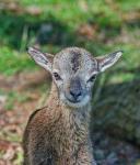 Muflon (Ovis musimon)