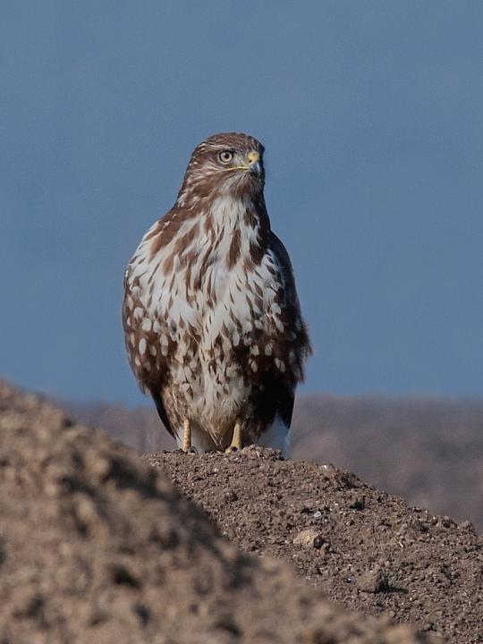 Káně lesní (Buteo buteo)