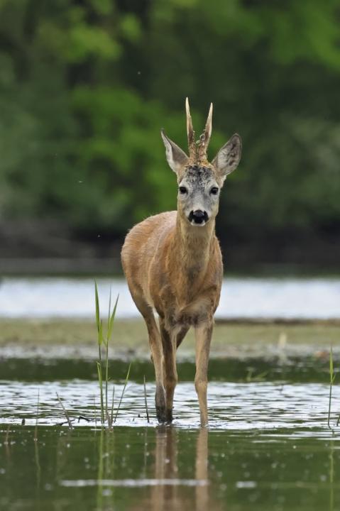  Srnec obecný ( Capreolus capreolus )