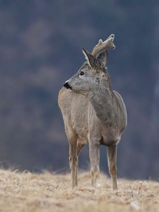  Srnec obecný ( Capreolus capreolus )
