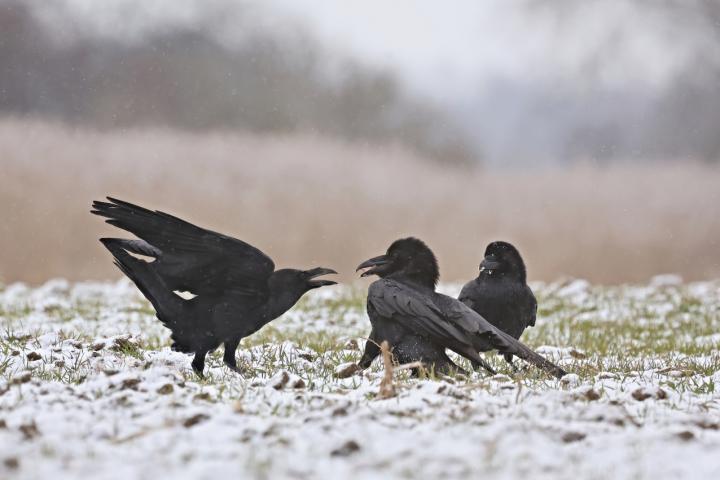 Krkavec velký (Corvus corax)